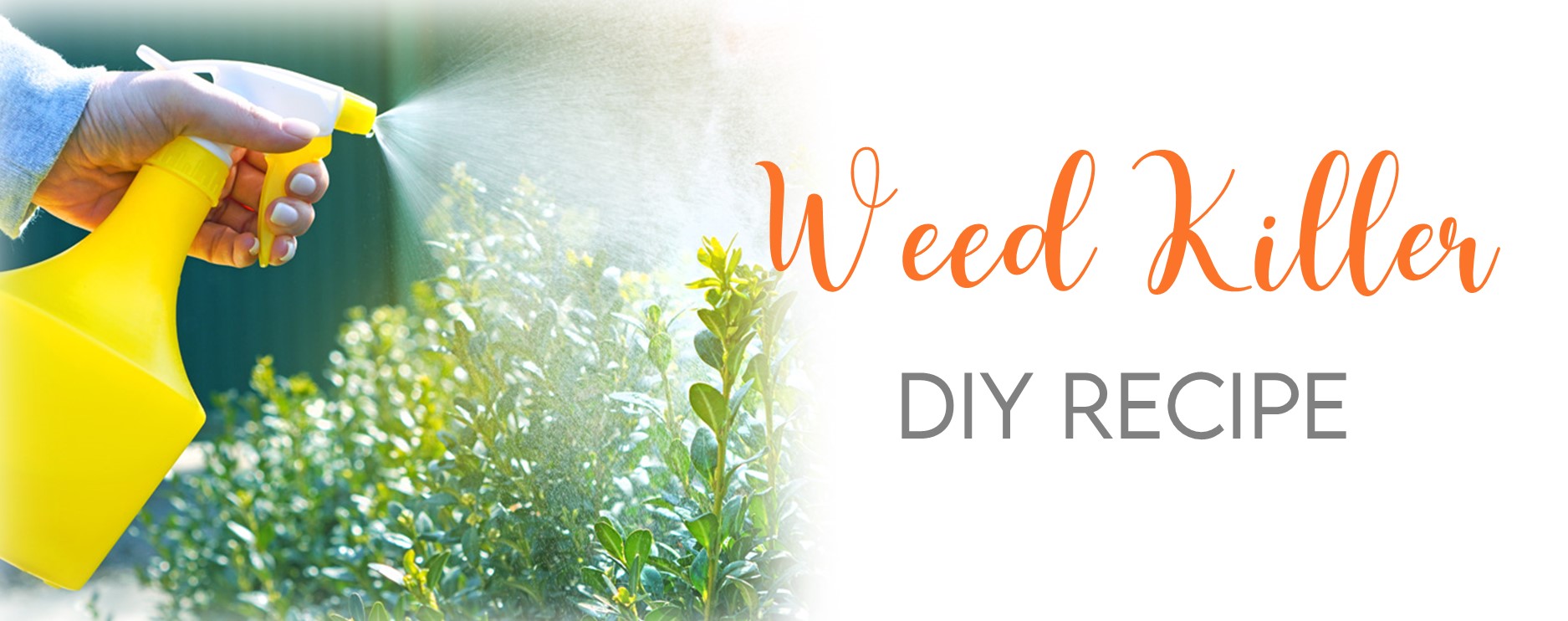 Natural Essential Oil DIY Weed Killer Recipe