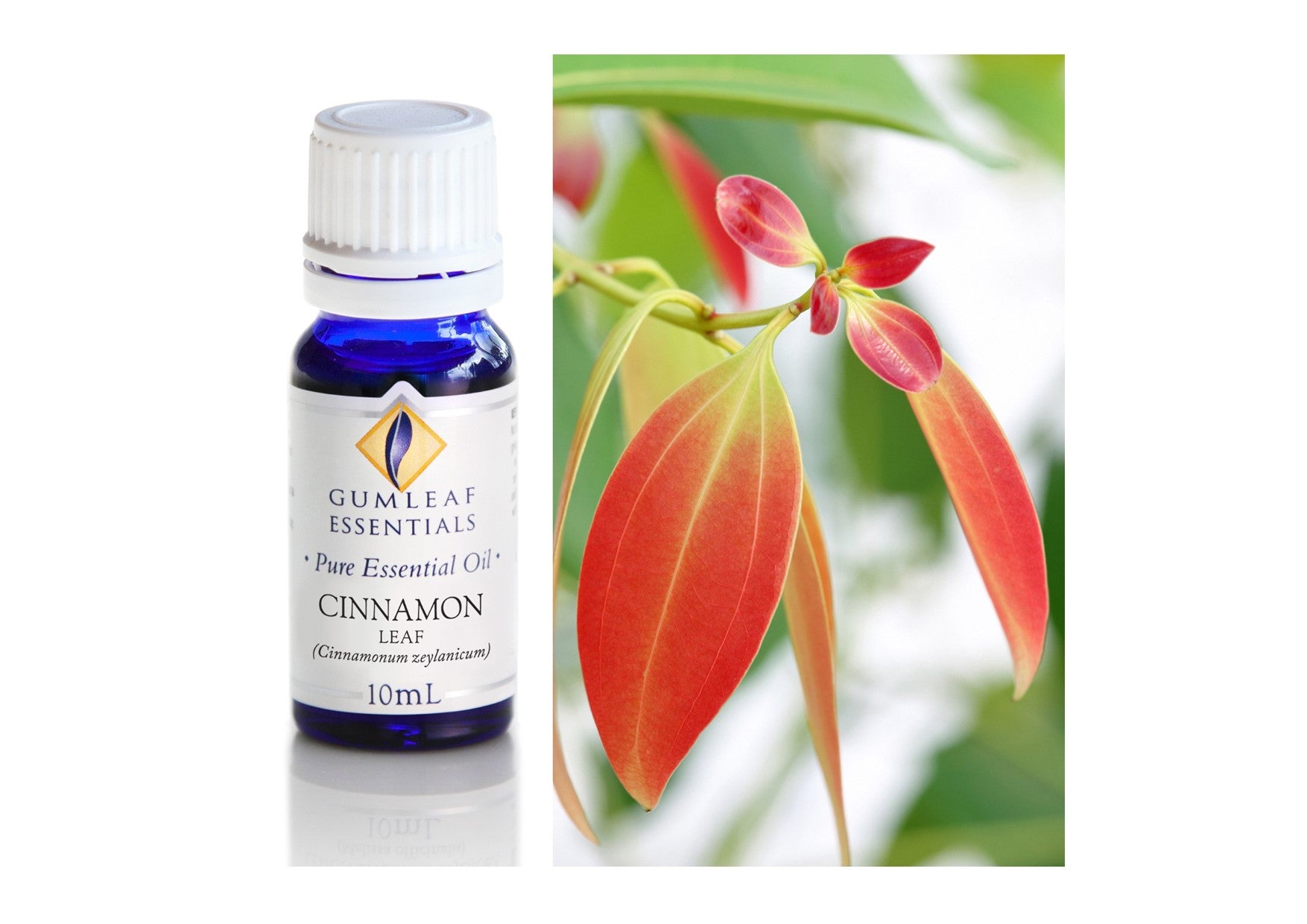 Gumleaf Essentials Oils | Pure | Cinnamon Leaf