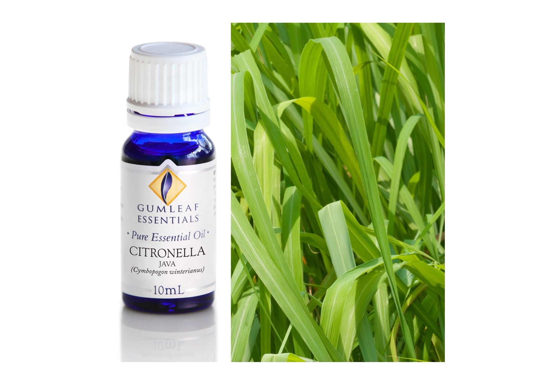 Gumleaf Essentials Oils | Pure | Citronella Java
