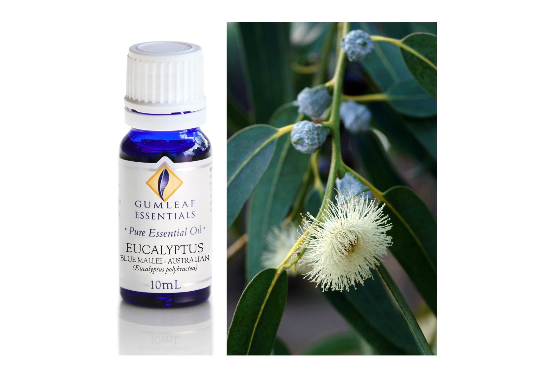 Gumleaf Essentials Oils | Pure | Eucalyptus Blue Mallee Australian