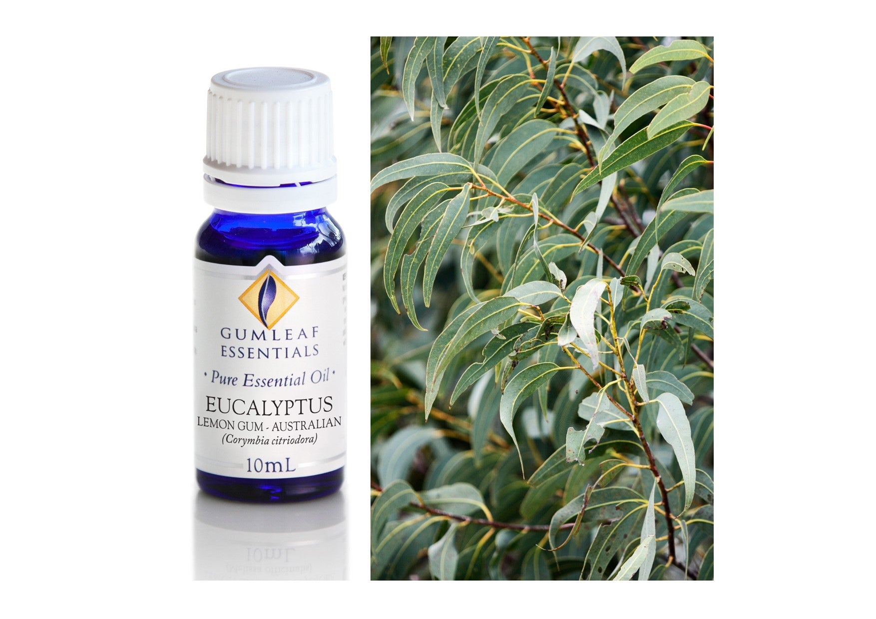 Gumleaf Essentials Oils | Pure | Eucalyptus Lemon Gum Australian