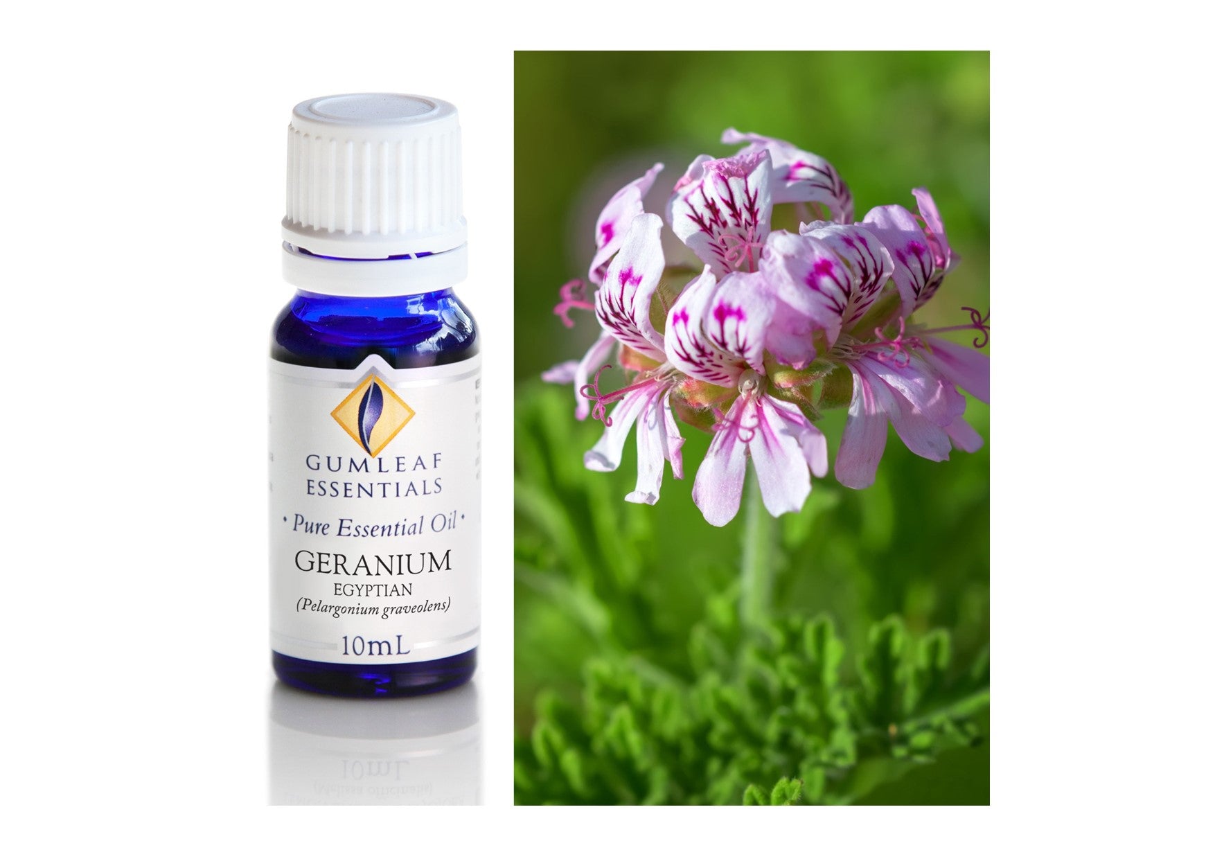Gumleaf Essentials Oils | Pure | Geranium Egyptian