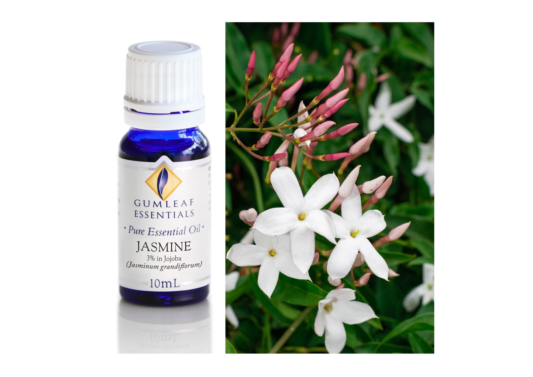 Gumleaf Essentials Oils | Pure | Jasmine (3% In Jojoba)