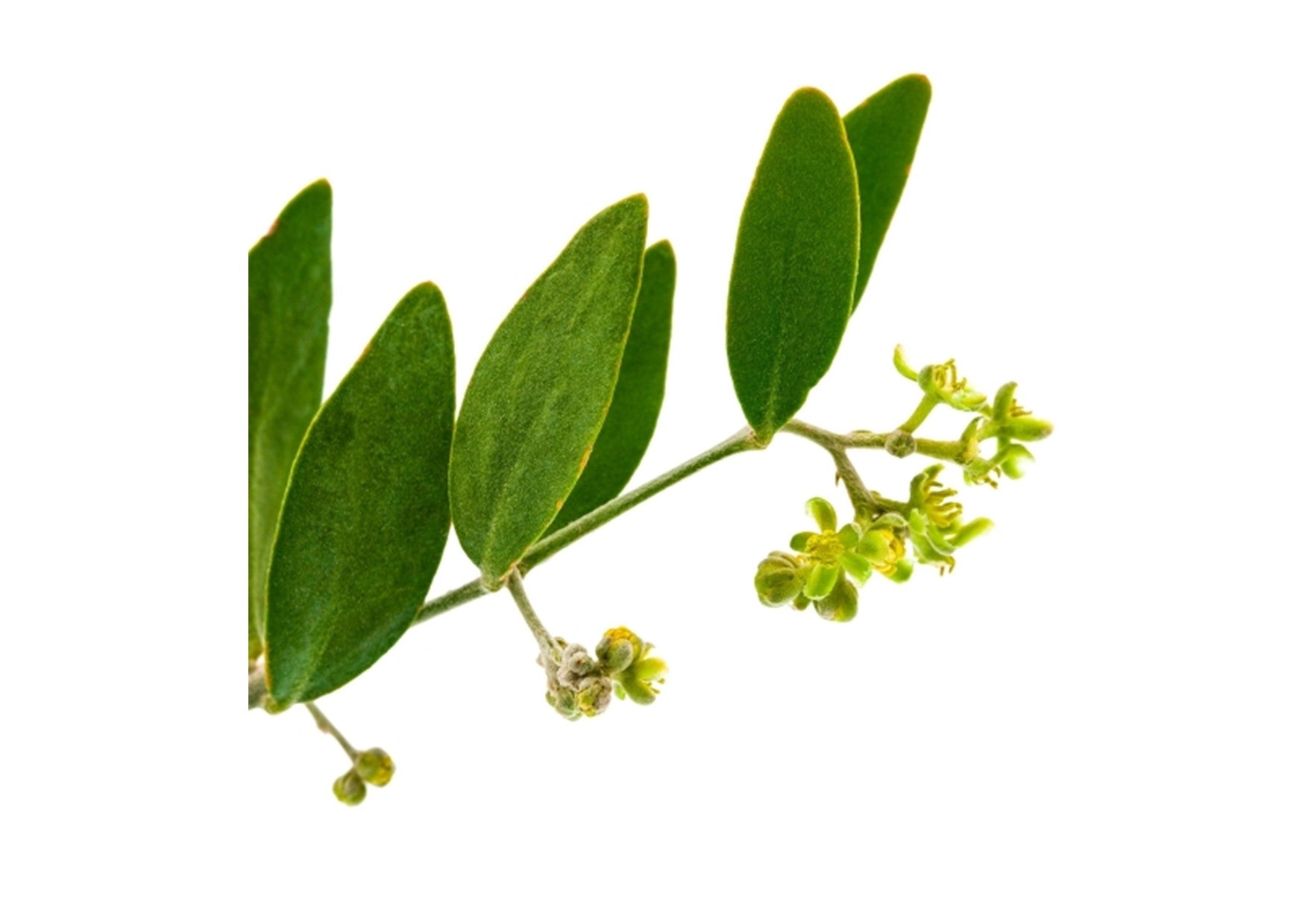 Gumleaf Essentials | Carrier Oil | Jojoba