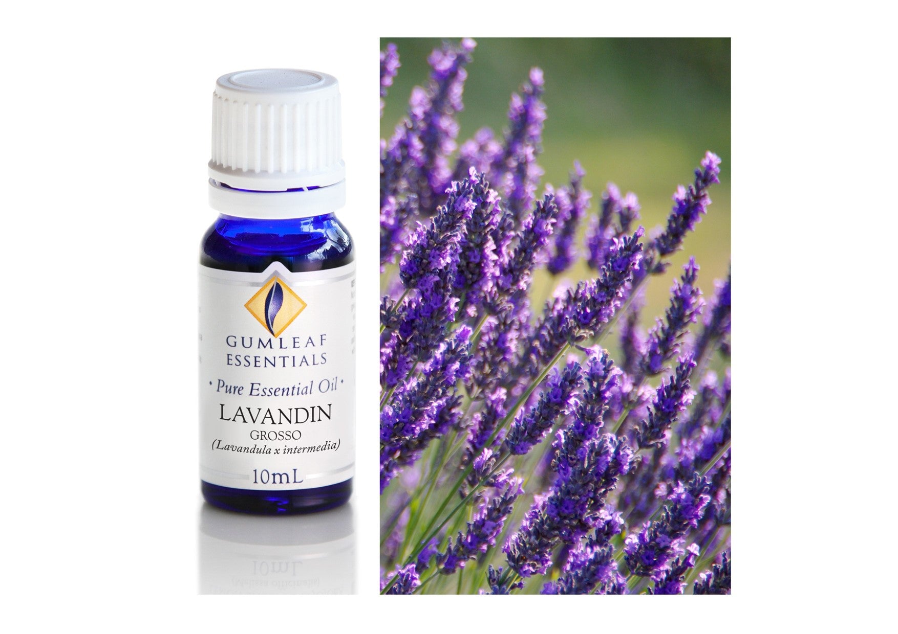 Gumleaf Essentials Oils | Pure | Lavandin Grosso
