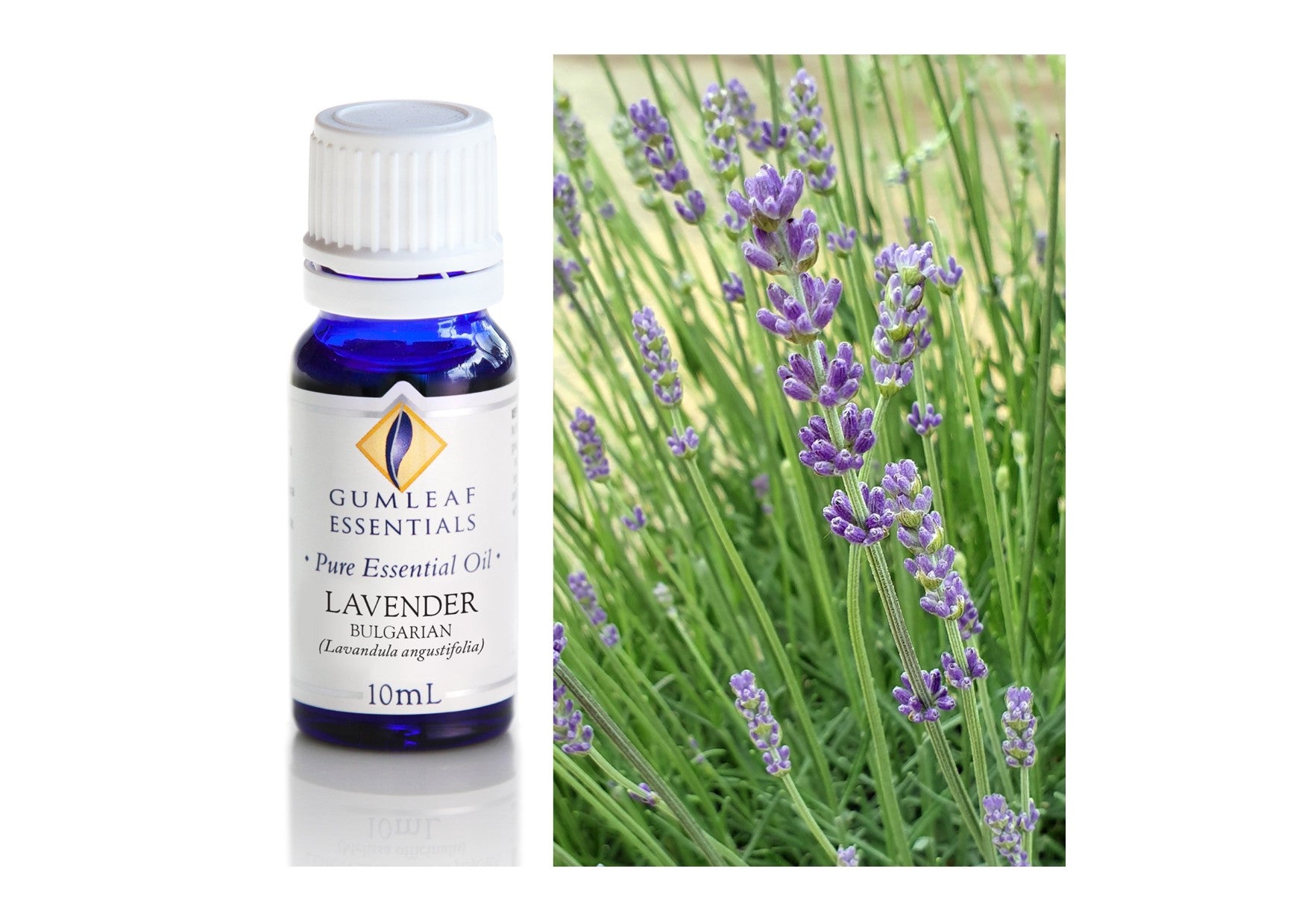 Gumleaf Essentials Oils | Pure | Lavender Bulgarian