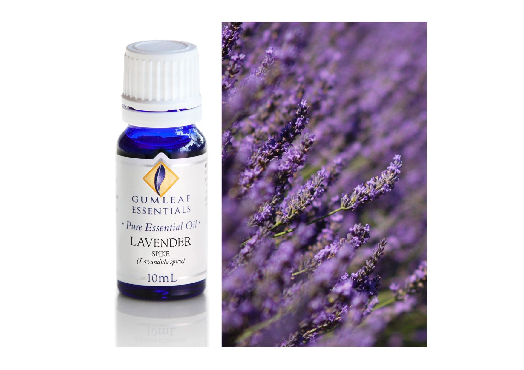 Gumleaf Essentials Oils | Pure | Lavender Spike