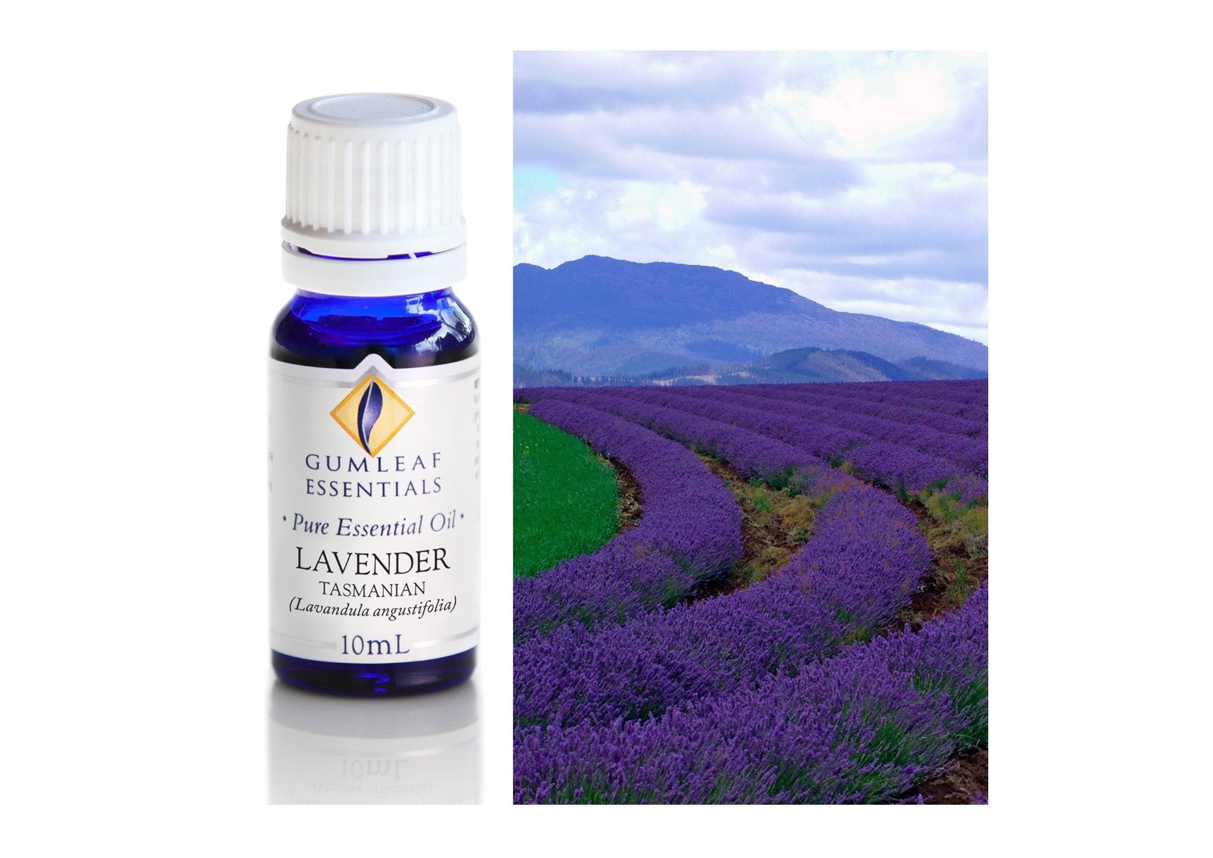 Gumleaf Essentials Oils | Pure | Lavender Tasmanian