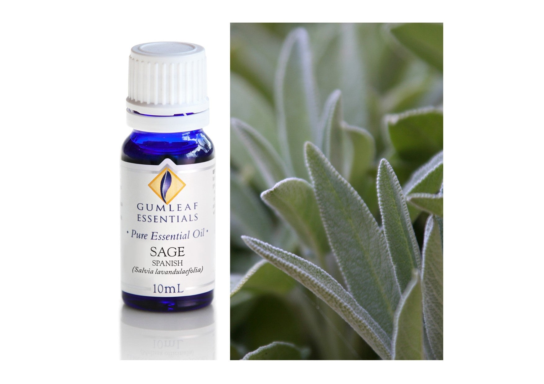 Gumleaf Essentials Oils | Pure | Sage Spanish