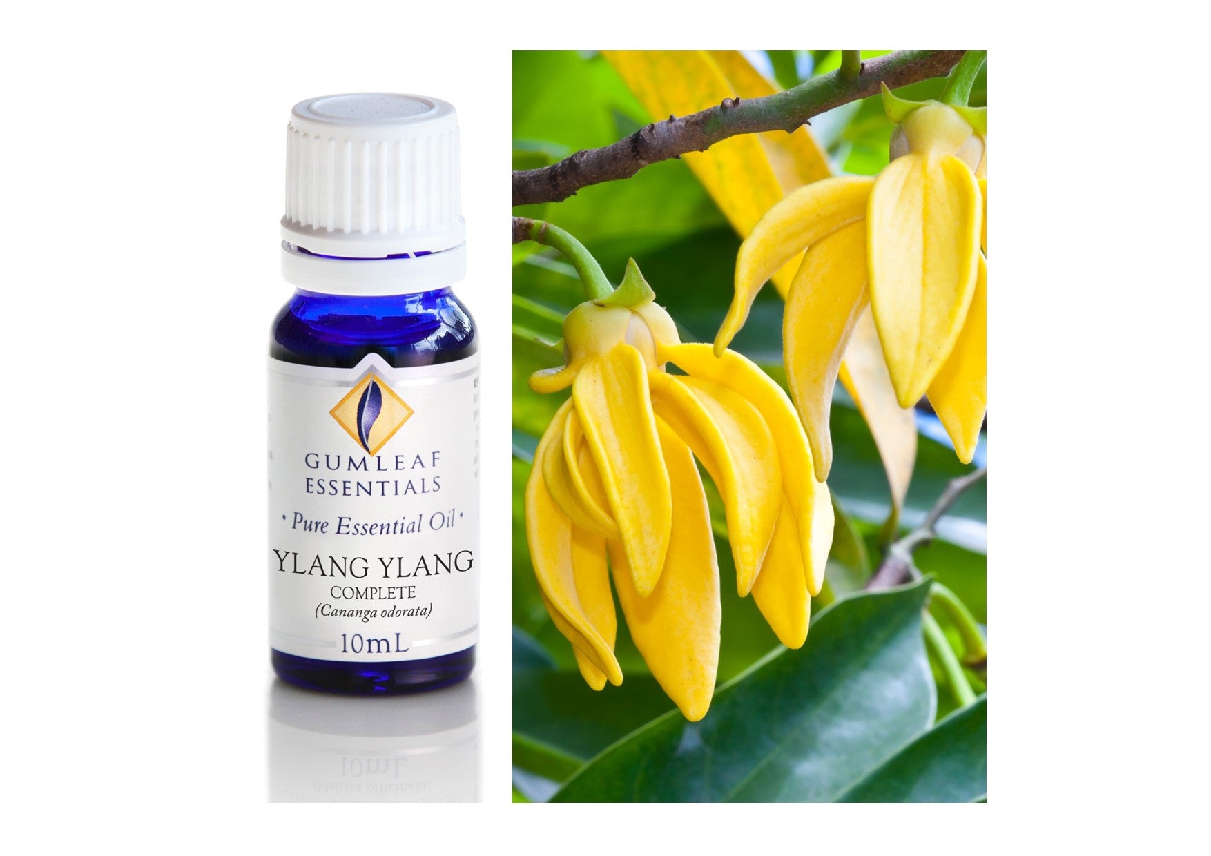 Gumleaf Essentials Oils | Pure | Ylang Ylang Complete