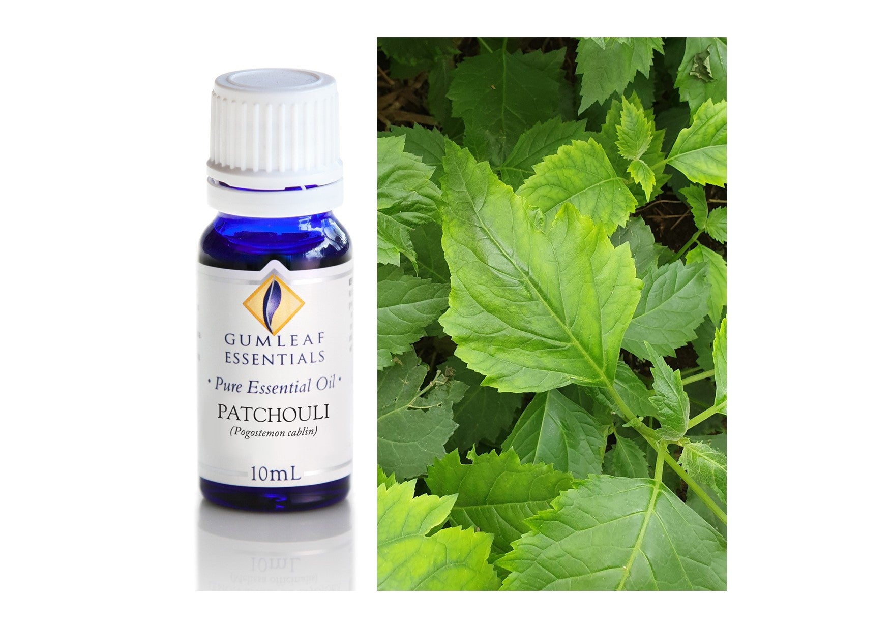 Gumleaf Essentials Oils | Pure | Patchouli